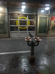 Columba livia domestica