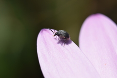 Coleoptera