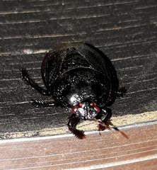 Cyrtomenus