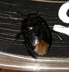 Cyrtomenus