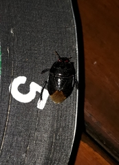 Cyrtomenus