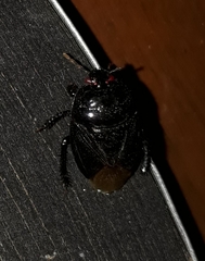 Cyrtomenus