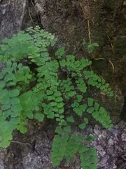 Adiantum amplum