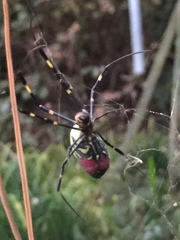 Trichonephila clavata