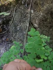 Adiantum amplum