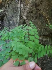 Adiantum amplum