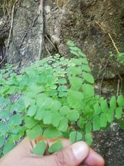 Adiantum amplum