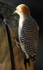 Melanerpes aurifrons