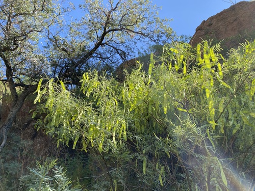 Santa Rita Acacia (Mariosousa millefolia)