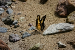 Heraclides androgeus reyesorum