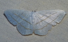 Scopula ordinata