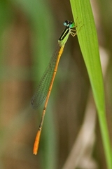 Leptobasis vacillans