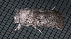 Cryptophasa irrorata