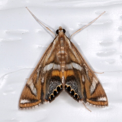 Margarosticha euprepialis