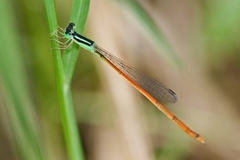 Leptobasis vacillans