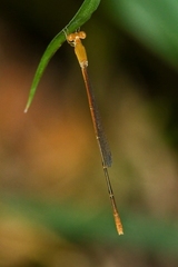 Leptobasis vacillans