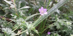 Geranium collinum