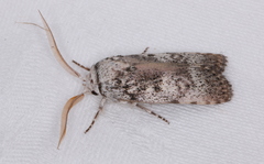 Cryptophasa irrorata