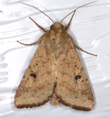 Australothis rubrescens