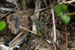 Brachystola behrensii