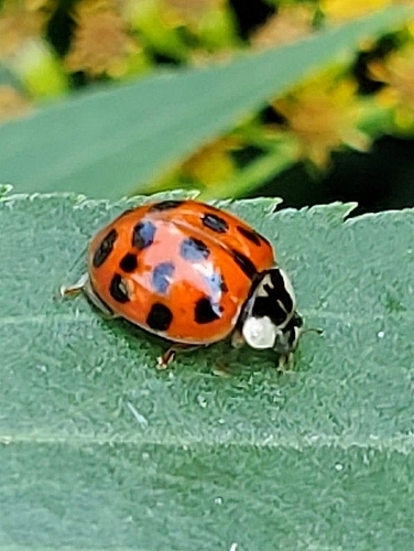 Asian Lady Beetle
