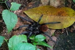 Brachypelma