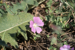 Malva punctata, photograph (c) Eleftherios Katsillis, some rights reserved (CC BY)