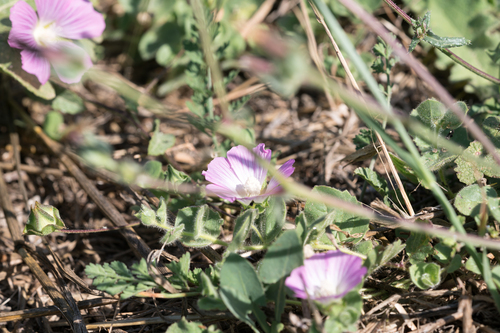 Malva punctata, photograph 2
