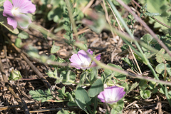 Malva punctata, photograph (c) Eleftherios Katsillis, some rights reserved (CC BY)