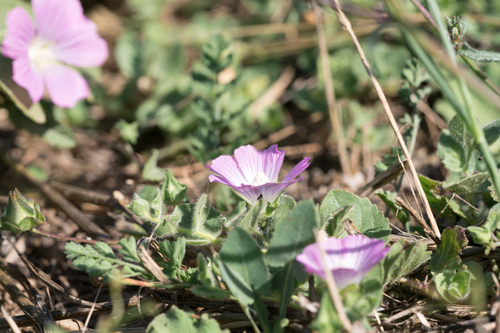 Malva punctata, photograph 3