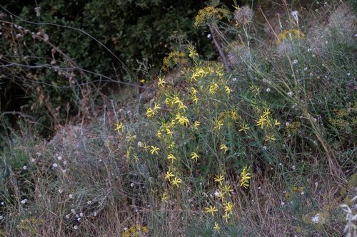 Asphodeline liburnica, photograph 4