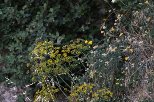 Asclepios Fennel (Thapsia asclepium)