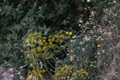 Eleftherios Katsillis, CC BY, iNaturalist via GBIF Elaeoselinum asclepium, photograph Eleftherios Katsillis, CC BY, iNaturalist via GBIF