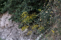 Eleftherios Katsillis, CC BY, iNaturalist via GBIF Elaeoselinum asclepium, photograph Eleftherios Katsillis, CC BY, iNaturalist via GBIF