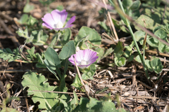 Malva punctata, photograph (c) Eleftherios Katsillis, some rights reserved (CC BY)