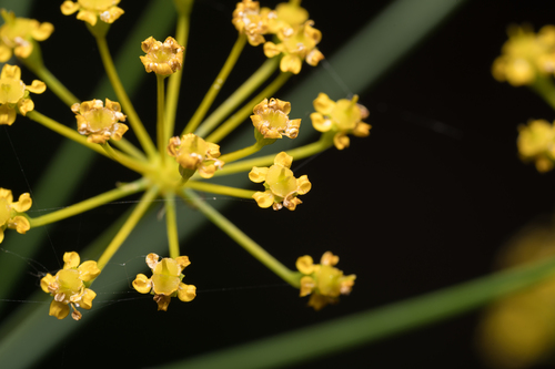 Elaeoselinum asclepium, photograph 4