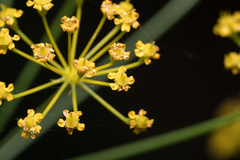 Eleftherios Katsillis, CC BY, iNaturalist via GBIF Elaeoselinum asclepium, photograph Eleftherios Katsillis, CC BY, iNaturalist via GBIF