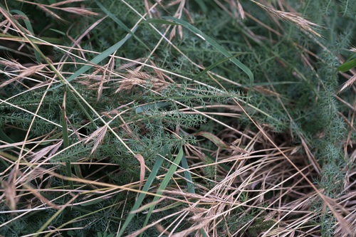 Elaeoselinum asclepium, photograph 6