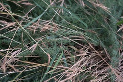 Elaeoselinum asclepium, photograph Eleftherios Katsillis, CC BY, iNaturalist via GBIF