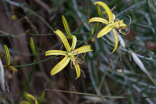 Asphodeline liburnica, photograph 3