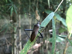Cloresmini