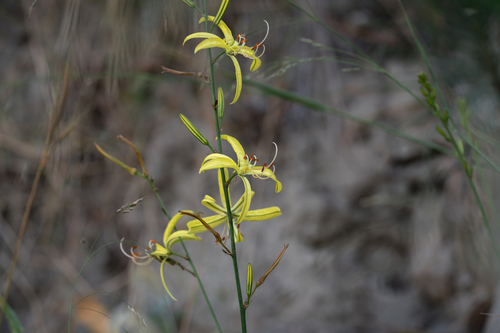 Asphodeline liburnica, photograph 2