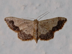 Idaea efflorata