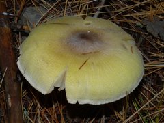 Tricholoma davisiae