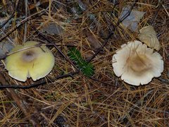 Tricholoma davisiae