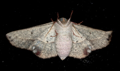 Antictenia punctunculus