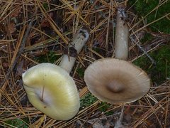 Tricholoma davisiae
