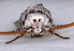 Cryptophasa irrorata