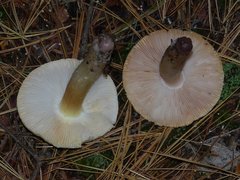 Tricholoma davisiae