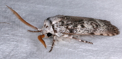 Cryptophasa irrorata